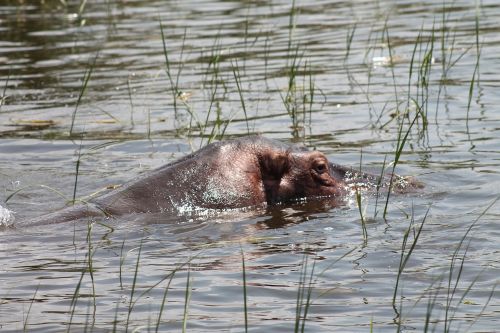 Kiboko, Ežeras, Awassa, Etiopija, Pelėnas, Gamta, Saulėtas, Vasara, Zoologijos Sodas