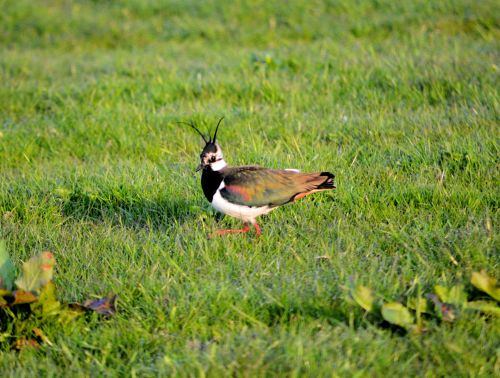 Lapwing,  Paukštis,  Gamta,  Ganykla,  Gyvūnas,  Pavasaris,  Kiaušinis,  Lapwing