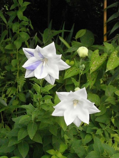 Kikyo, Platycodon Grandiflorum A Dc, Baltos Gėlės, Violetinė, Vasaros Gėlės