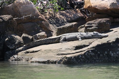 Kimberlis, Sūrinis Krokodilas, Australia, Krokodilas