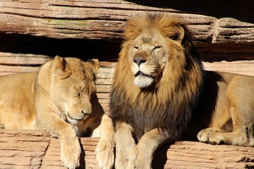 Zoologijos Sodas,  Liūtys,  Karalius Ir Karalienė