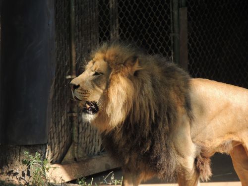Žvėries Karalius, Liūtas, Vyriškas Liūtas, Liūto Menkė, Zoologijos Sodas, St Louis Zoologijos Sodas, Liūtas Zoologijos Sode