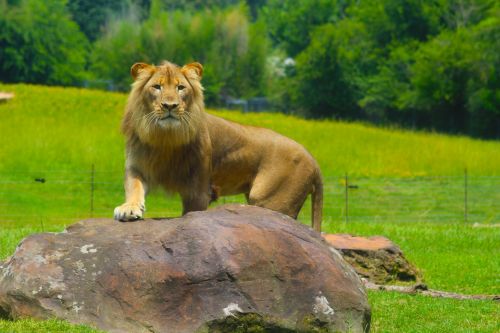 Liūtas,  Zoologijos Sodas,  Gyvūnai,  Laukiniai & Nbsp,  Gyvūnai,  Džiunglės Karalius