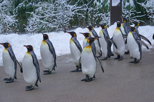 Karališkasis Pingvinas, Vaikščioti, Pingvino Paradas, Zoologijos Sodas, Žiema, Sniegas, Šaltas, Gyvūnas