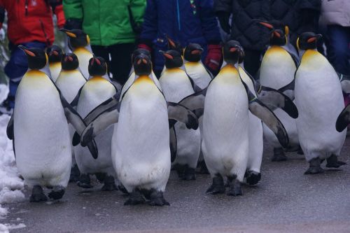 Karališkasis Pingvinas, Vaikščioti, Pingvino Paradas, Zoologijos Sodas, Žiema, Sniegas, Šaltas, Gyvūnas