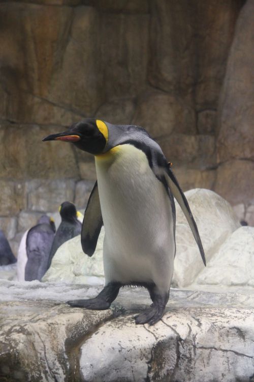 Pingvinas,  Pingvinas,  Gyvūnai,  Fotografija,  Gamta,  Karališkasis Pingvinas
