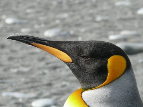 Karališkasis Pingvinas, Pingvinas, Aptenodytes Patagonicus, Vandens Paukštis, Pietų Vandenynas, Antarctica