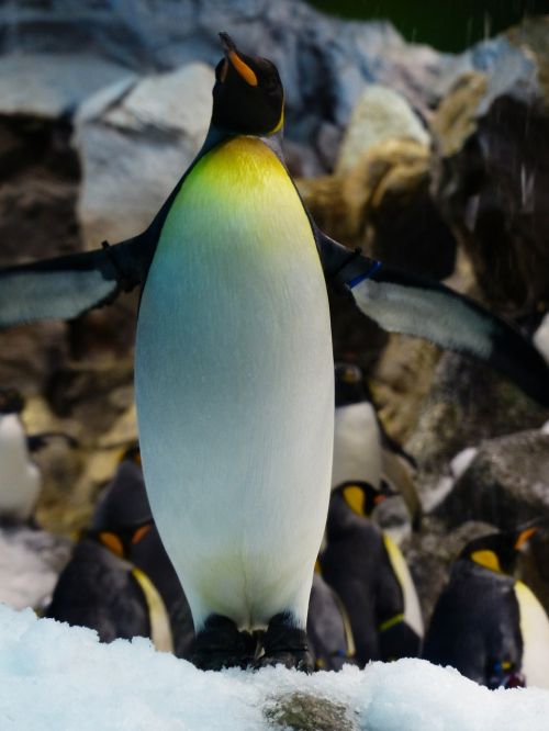 Karališkasis Pingvinas, Pingvinas, Krūtinė, Geltona, Balta, Aptenodytes Patagonicus, Spheniscidae, Didelis Pingvinas, Aptenodytes