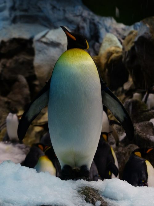 Karališkasis Pingvinas, Pingvinas, Aptenodytes Patagonicus, Krūtinė, Geltona, Balta, Spheniscidae, Didelis Pingvinas, Aptenodytes