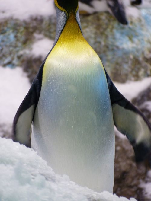 Karališkasis Pingvinas, Pingvinas, Aptenodytes Patagonicus, Spheniscidae, Didelis Pingvinas, Aptenodytes