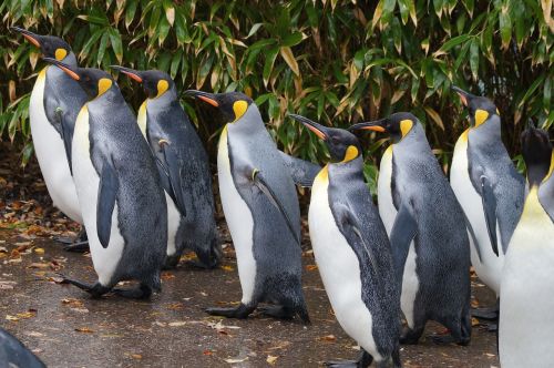 Karališkasis Pingvinas,  Zoologijos Sodas,  Vaikščioti