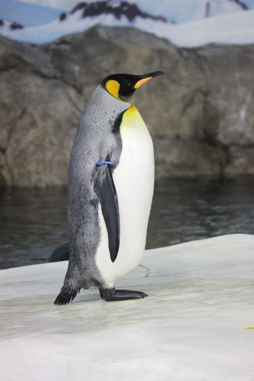Pingvinas,  Pingvinas,  Gyvūnai,  Fotografija,  Gamta,  Karališkasis Pingvinas