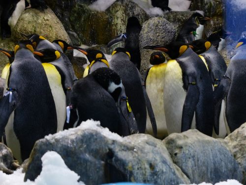 Karališkieji Pingvinai, Pingvinas, Pingvino Grupė, Pingvino Juosta, Grupė, Noragus, Aptenodytes Patagonicus, Spheniscidae, Dideli Pingvinai, Aptenodytes