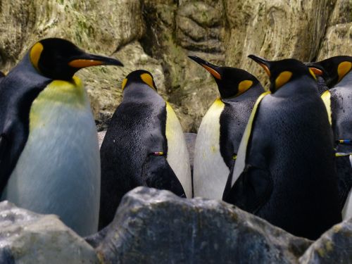 Karališkieji Pingvinai, Pingvinas, Aptenodytes Patagonicus, Krūvos, Atrodo, Laukti, Spheniscidae, Dideli Pingvinai, Aptenodytes