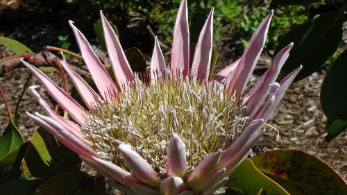 Karaliaus Proteas, Gėlė, Pietų Afrika, Cape Town, Kirstenbosch, Botanikos Sodas, Nacionalinė Gėlė