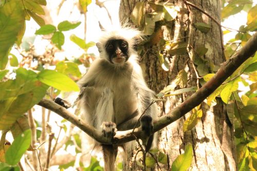 Kirksredcolobus, Zanzibaras, Beždžionė