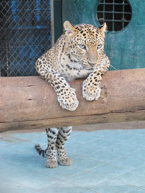 Kisa, Leopardas, Zoologijos Sodas