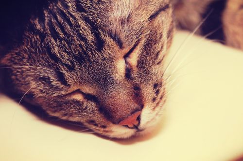 Kačiukas, Katė, Miegoti, Taikus, Nuotaika, Vintage, Galva, Tabby, Nosis, Ūsai, Atsipalaiduoti