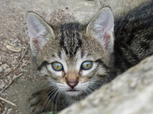 Kačiukas, Šuniukas, Grožis, Švelnumas, Naminis Gyvūnėlis