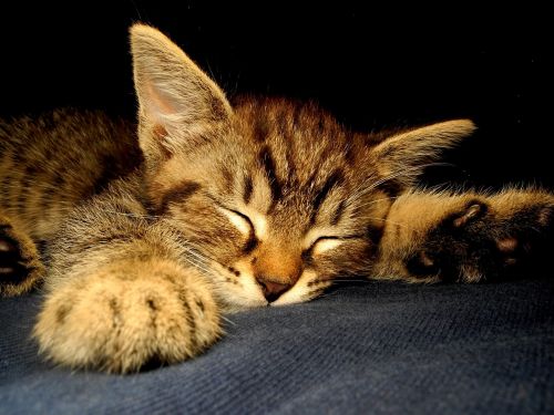 Kačiukas, Katė, Neveikiantis, Kačiukas, Naminis Gyvūnėlis, Mažas, Mielas, Miega, Miegoti