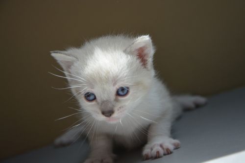 Kačiukas, Katė, Akys, Mėlynas, Atrodo, Gyvūnai, Plaukai, Kačių, Mielas, Balta