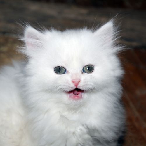Kačiukas, Katė, Baltas Kačiukas, Persų Katė, Balta Persų Kačiukas, Kačių, Naminis Gyvūnėlis, Mielas, Grynakraujis