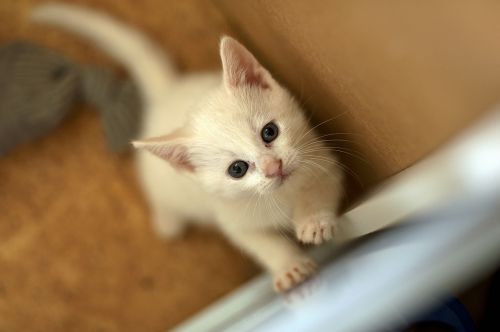 Kačiukas, Kietas Baltas Katinas, Vaikas Be Motinos, Nemokama Reali Fotografija
