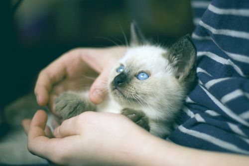 Kačiukas,  Tai Katė,  Olubye Akys,  Vaizdas,  Naminis Gyvūnėlis