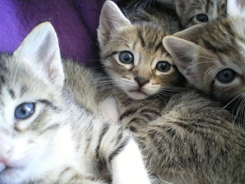 Kačiukai, Akys, Katė