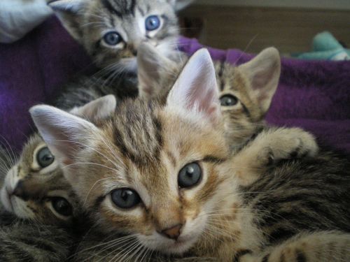 Kačiukai, Akys, Katė