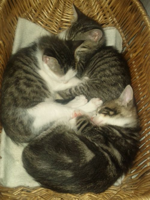 Kačiukai,  Kačiukas,  Krepšelis,  Miegoti,  Kačiukai Miega