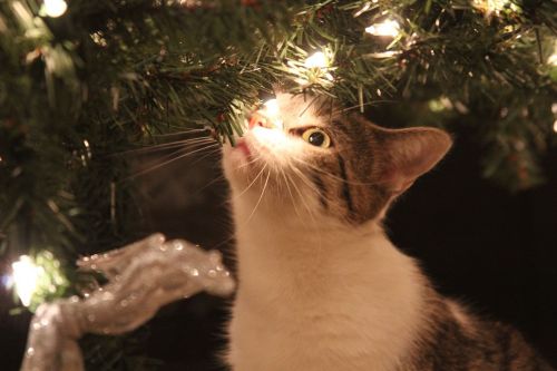 Kačiukas, Kalėdos, Katė, Žibintai