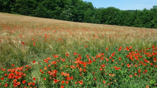 Klatschmohn, Vokiškas Laukinis Augalas, Kukurūzų Laukas, Daug, Raudonos Gėlės, Vasara