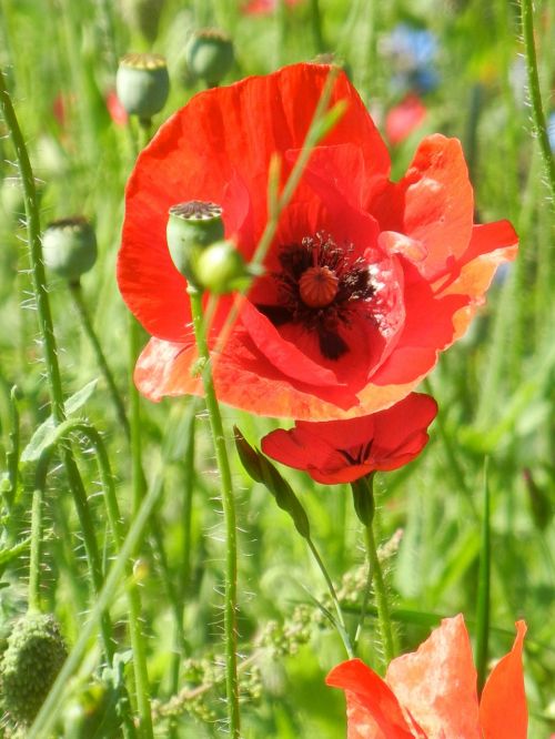 Klatschmohn, Aguona, Gėlė, Žiedas, Žydėti, Raudona, Aguonos Gėlė