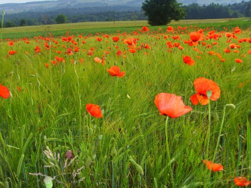 Klatschmohn, Laukas Aguonos, Aguona, Pieva, Vasaros Pieva