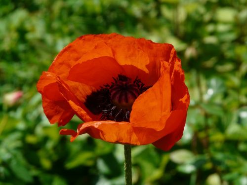 Klatschmohn, Papaver Rhoeas, Gėlė, Žiedas, Žydėti, Raudona, Aguona, Klatschrose, Mohngewaechs, Papaveraceae, Atgal Šviesa, Oranžinė, Žiedlapis, Gražus, Spalvinga, Spalva, Flora, Graži, Ryškiai Raudona