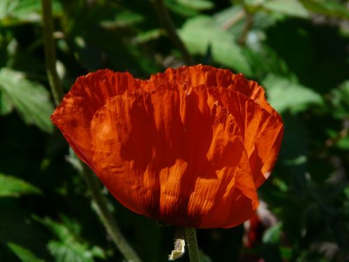 Klatschmohn, Aguona, Žiedas, Žydėti, Gėlė, Atgal Šviesa, Raudona, Žiedlapis, Gražus, Spalvinga, Spalva, Flora, Graži