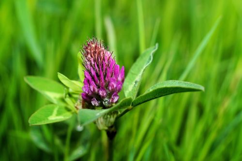 Klee, Gėlės, Uždaryti, Violetinė, Trifolium