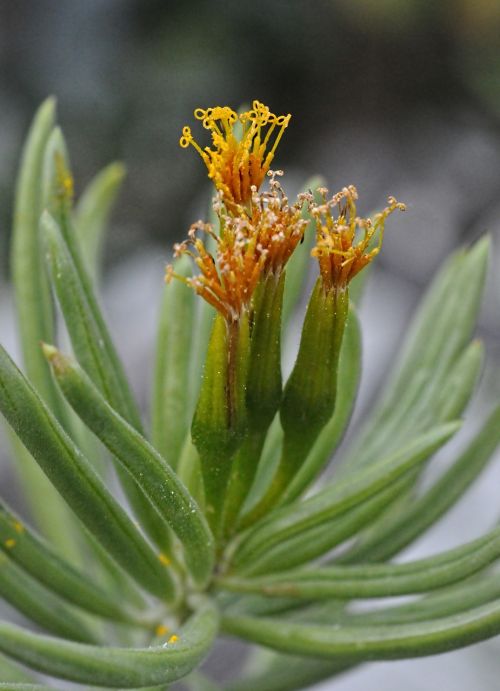 Kleinia Petraea, Gėlė, Augalas, Kenya, Geltona, Sultingas