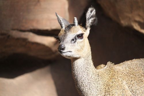 Gyvūnas,  Gyvūnai,  Zoologijos Sodas & Nbsp,  Gyvūnas,  Zoologijos & Nbsp,  Gyvūnai,  Weird & Nbsp,  Gyvūnas,  Weird & Nbsp,  Gyvūnai,  Antilopė,  Elnias,  Klipspringer,  Klipspringer