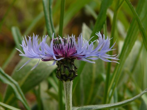 Knapweed, Mėlynas, Gėlė, Žiedas, Žydėti, Žydėti, Pavasaris, Flora, Augalas, Aštraus Gėlė, Uždaryti