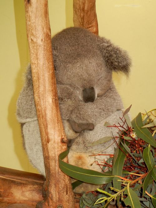 Koala, Australia, Mielas, Miegoti, Zoologijos Sodas, Laukinė Gamta, Turėti, Eukaliptas, Pilka, Pūkuotas, Apkabinti