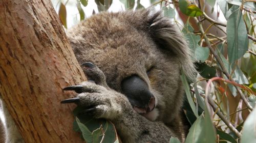 Koala, Miegoti, Australia