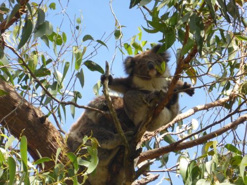 Koala, Gumtree, Australia, Laukinė Gamta, Aussie, Viršutinė Dalis, Krūmas, Gyvūnas