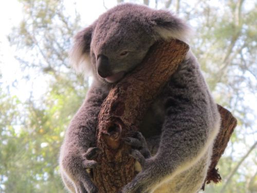 Koala, Koala Bear, Linksmas Gyvūnas, Marsupial, Miegantis Koala Pouched Žinduolis, Australia