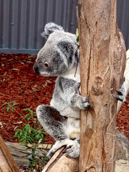 Koala, Turėti, Australia, Gimtoji, Mielas, Piktograma, Nykstantis