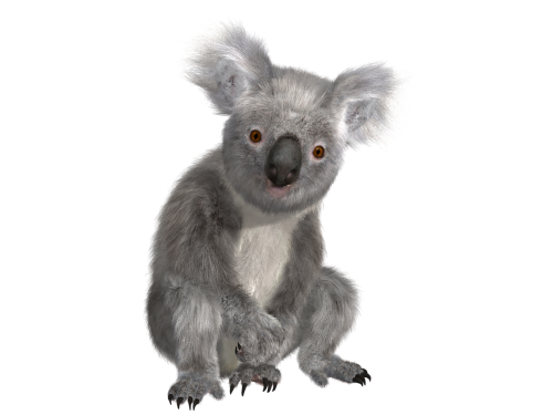 Koala, Gyvūnas, Gamta, Linksma, Australia, Išvalyti, Beutelsaeugertier, Mielas, Saldus, Laukinis Gyvenimas, Medis, Marsupial