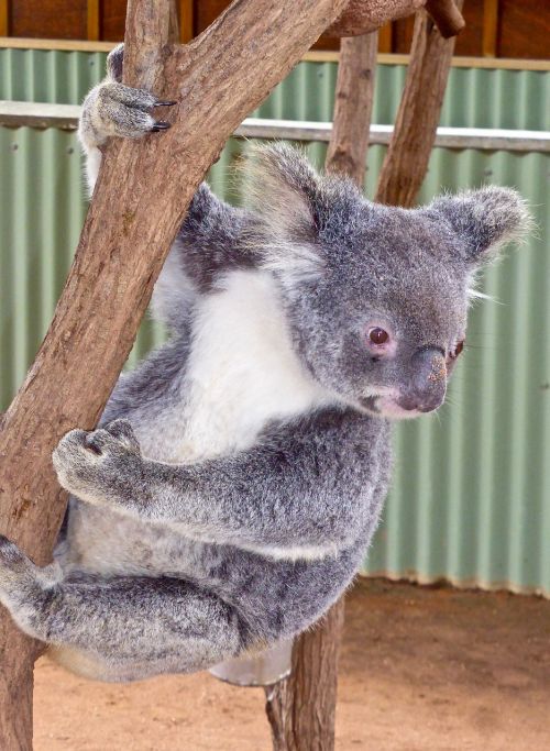 Koala, Turėti, Australian, Mielas, Marsupial, Laukinė Gamta, Eukaliptas, Linksma, Piktograma, Laukiniai