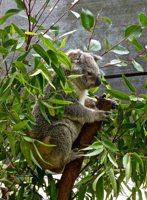 Koala, Turėti, Australian, Eukaliptas, Mielas, Marsupial, Laukinė Gamta, Linksma, Piktograma, Laukiniai