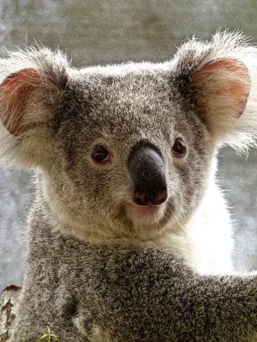 Koala, Turėti, Australian, Mielas, Marsupial, Laukinė Gamta, Linksma, Piktograma, Laukiniai